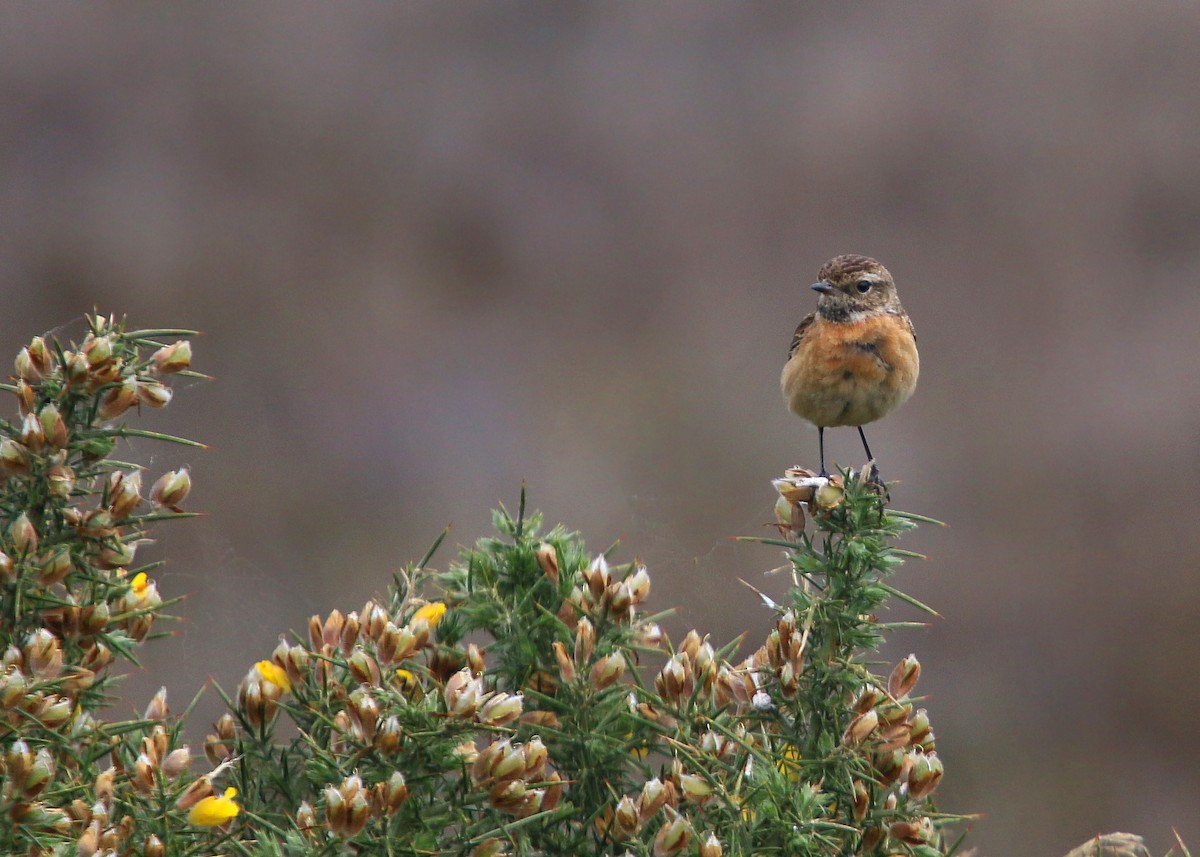 European Stonechat - ML620424827