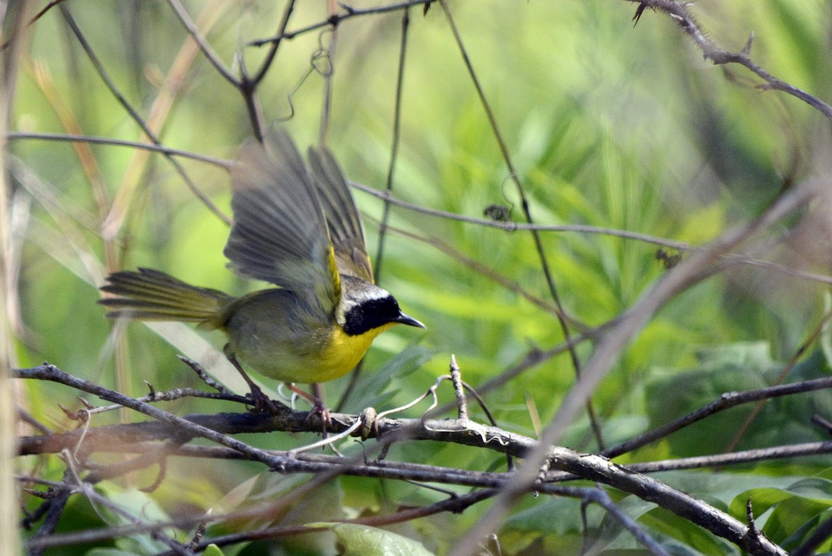 Common Yellowthroat - ML620424829