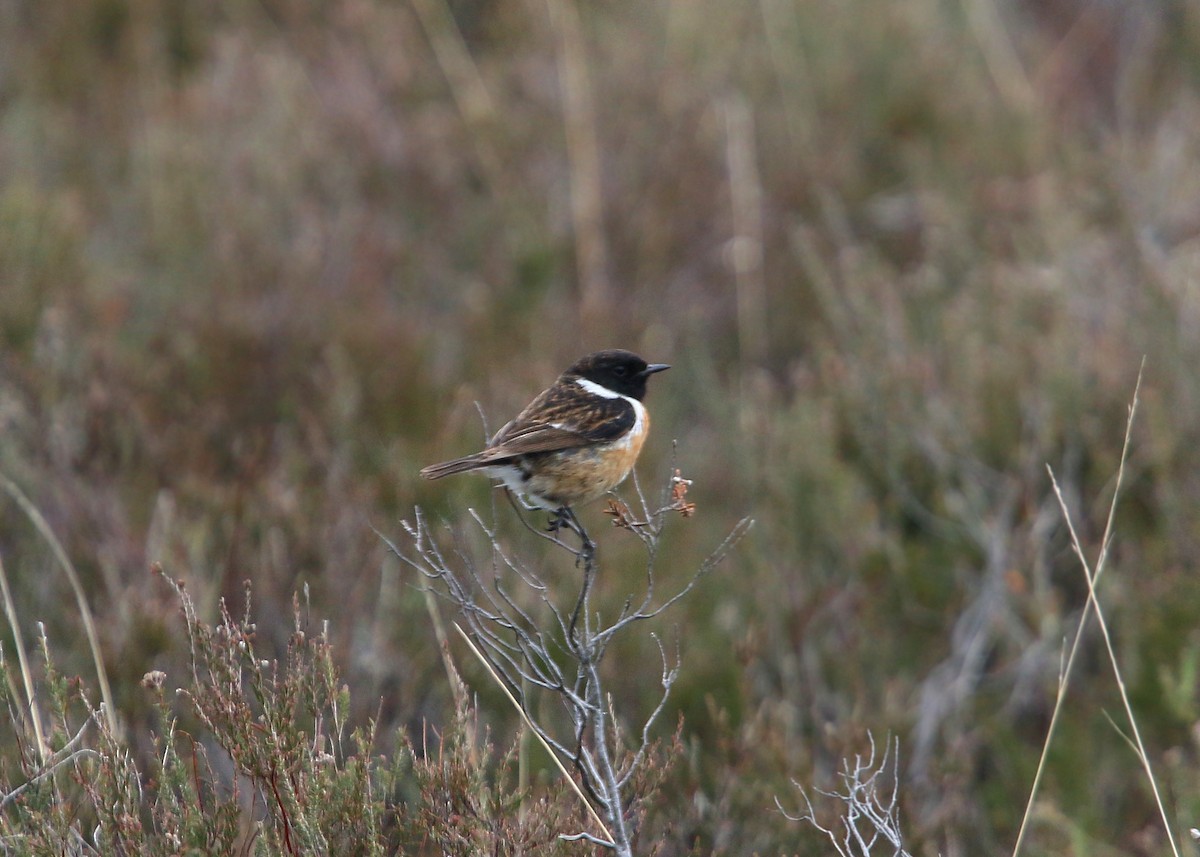 European Stonechat - ML620424832