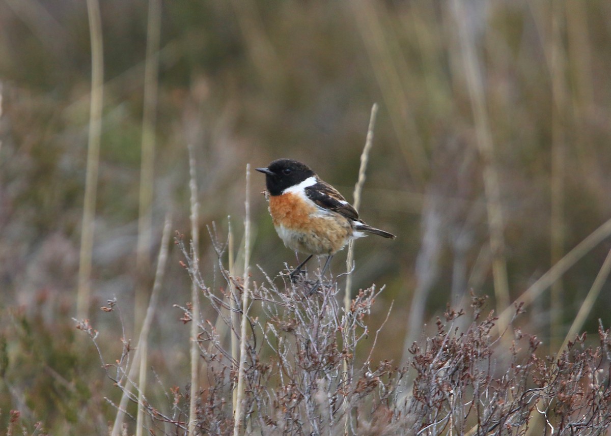 European Stonechat - ML620424836