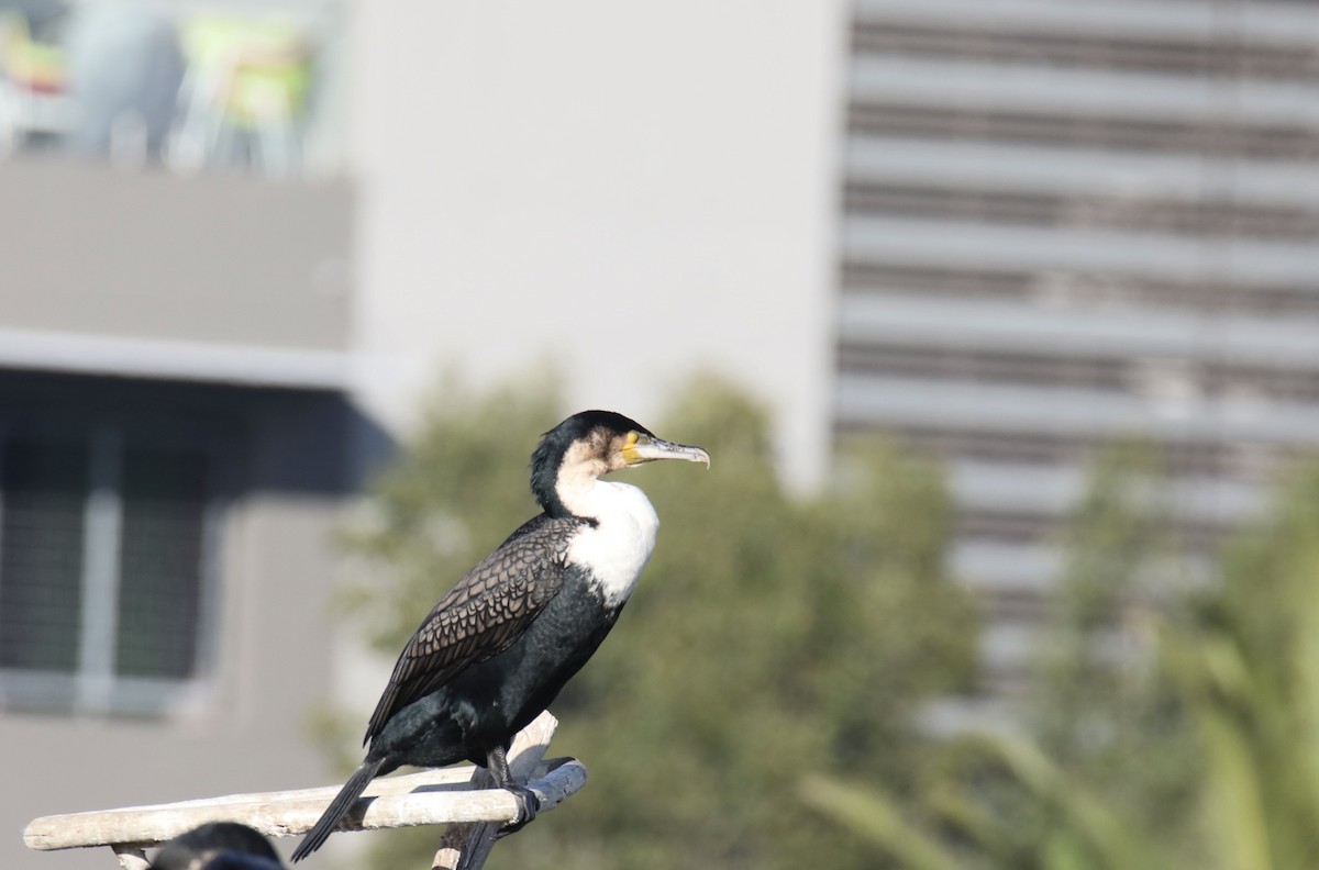 Great Cormorant (White-breasted) - ML620424841