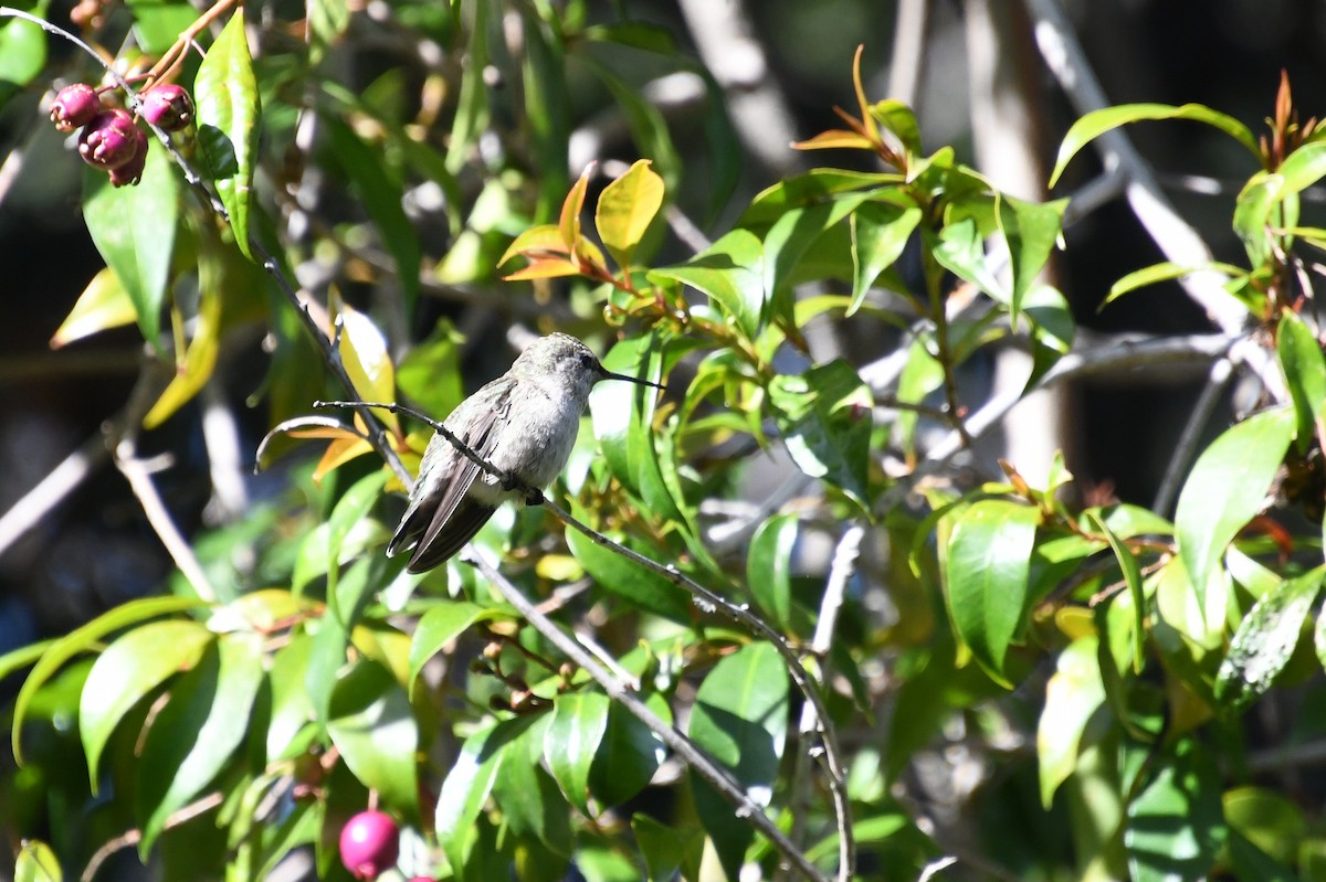 rødmaskekolibri - ML620424847