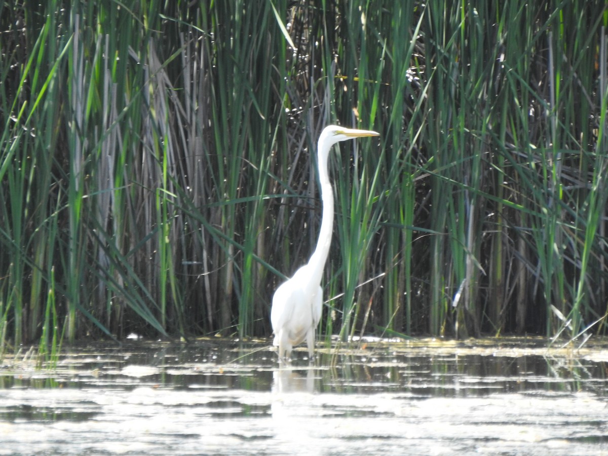 Great Egret - ML620424863