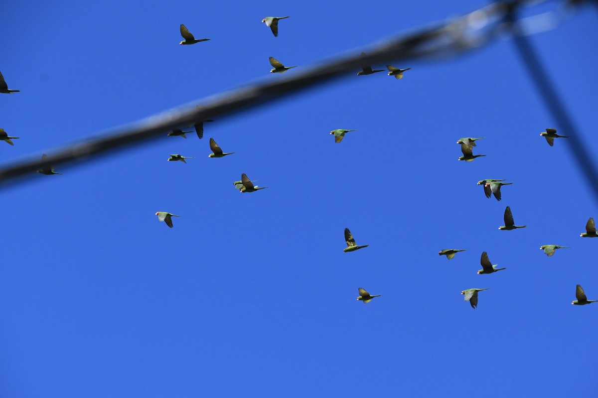 Red-masked Parakeet - ML620424864