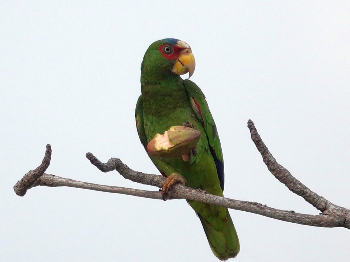 White-fronted Parrot - ML620424875