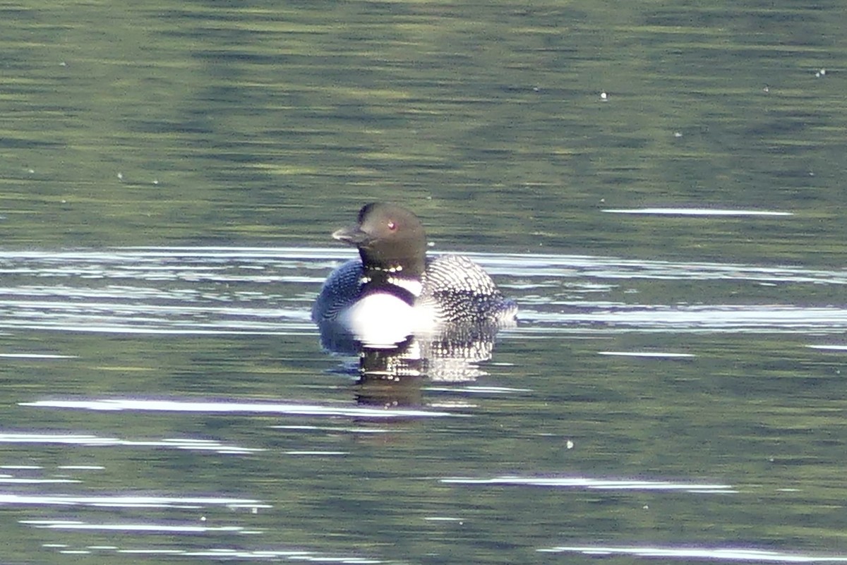 Plongeon huard - ML620424876