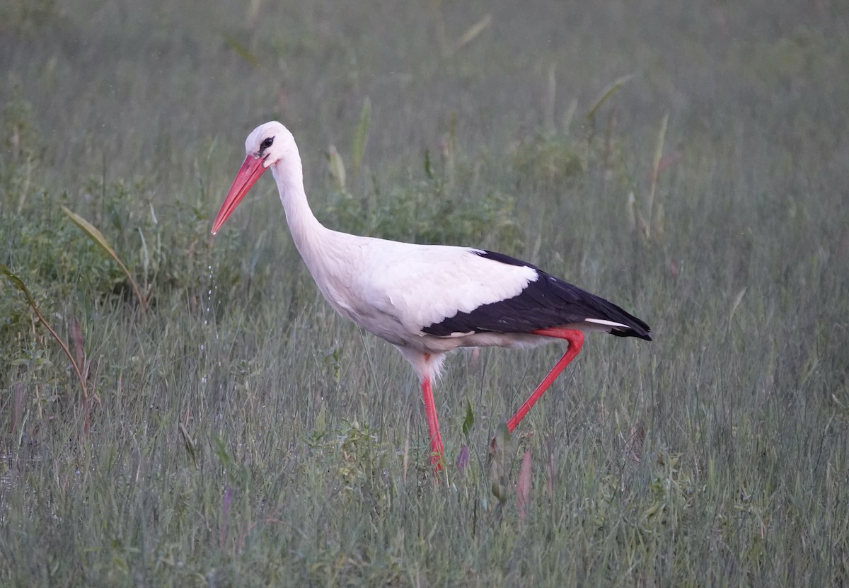 White Stork - ML620424882