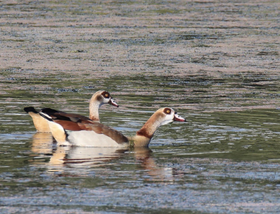 Egyptian Goose - ML620424883