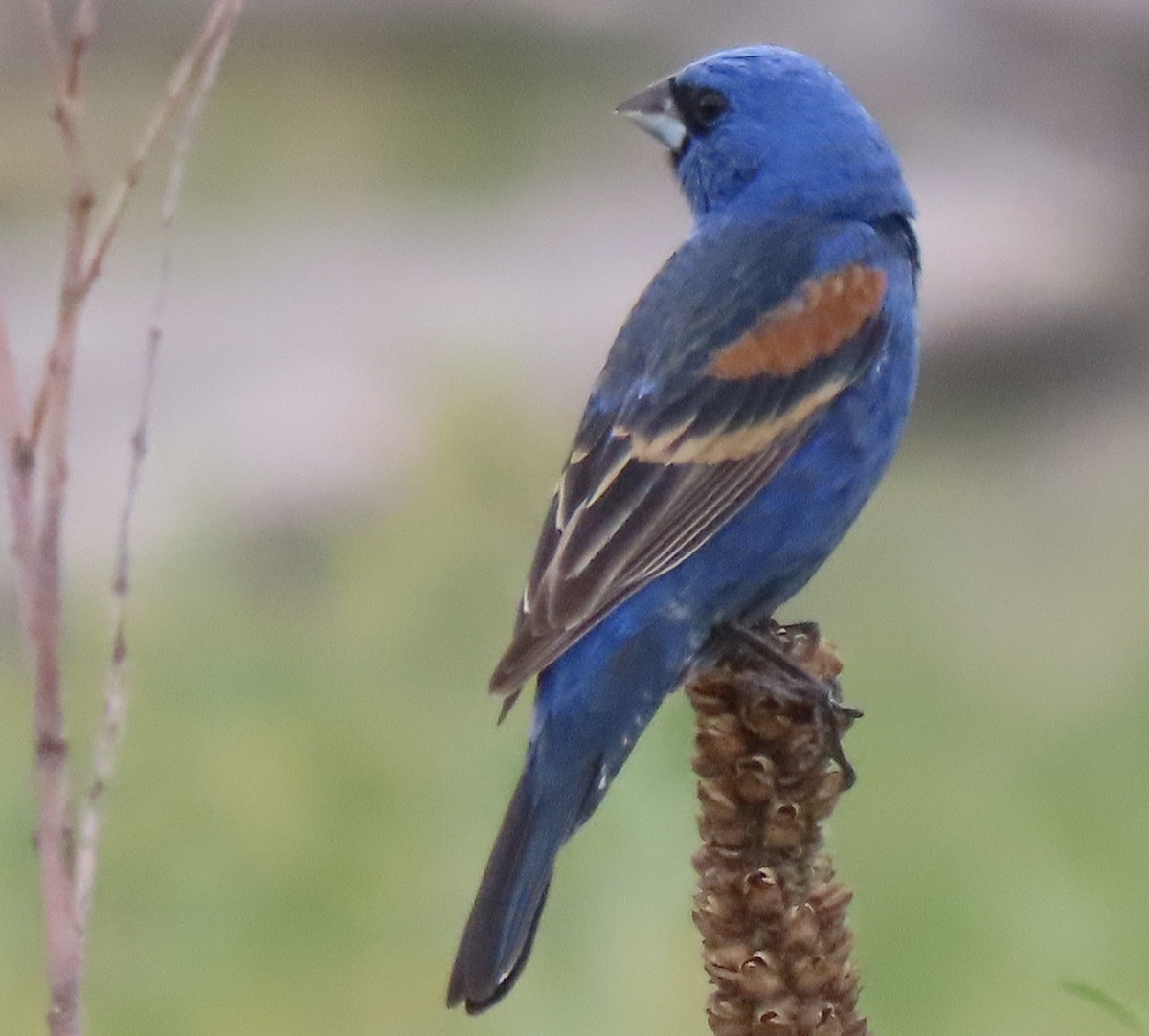 Blue Grosbeak - ML620424888