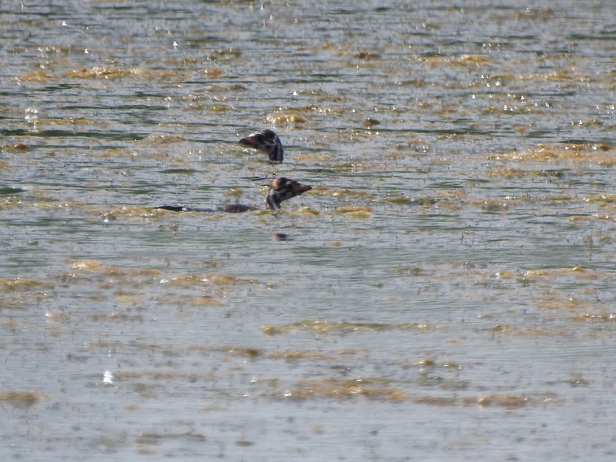 Pied-billed Grebe - ML620424891