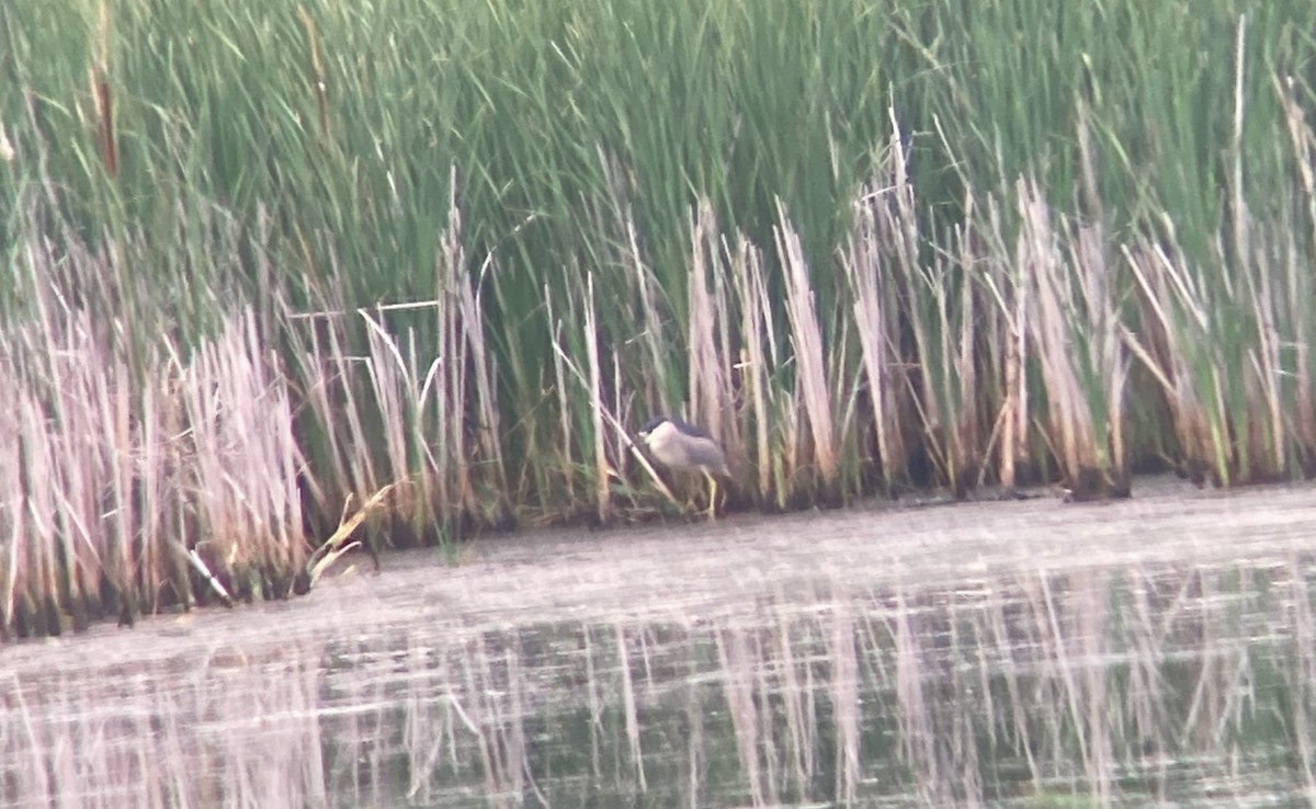 Black-crowned Night Heron - ML620424895