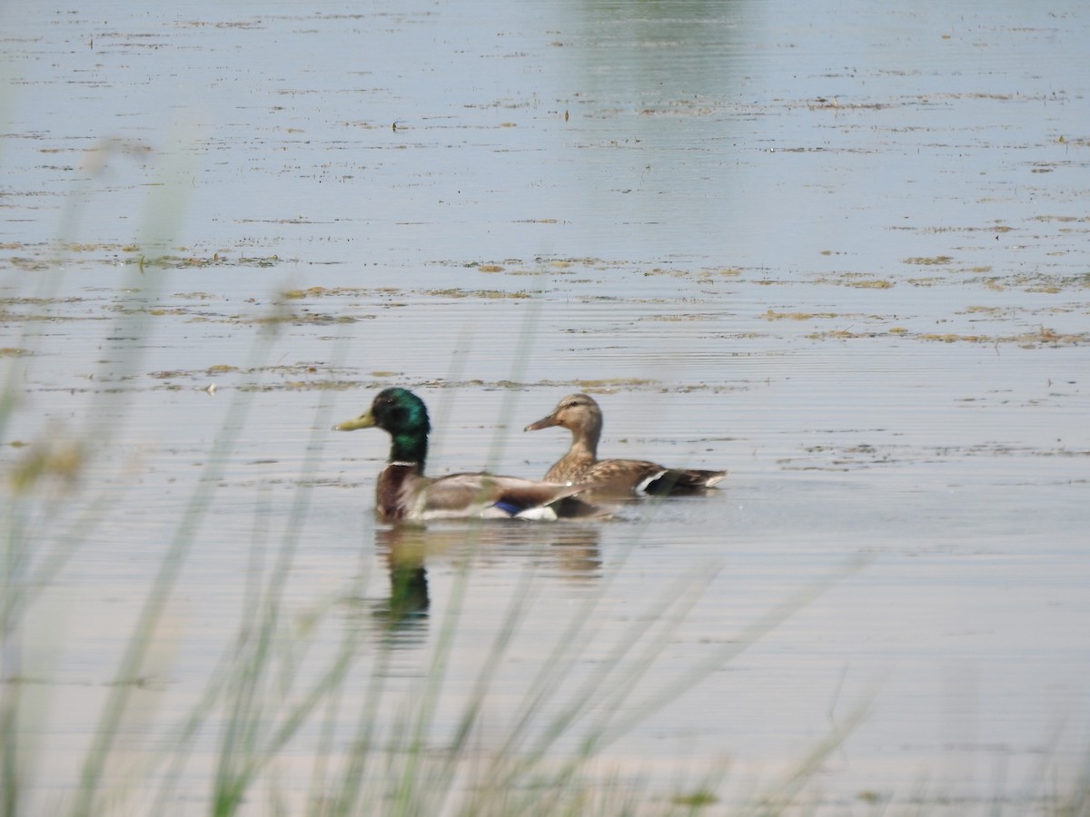 Canard colvert - ML620424896