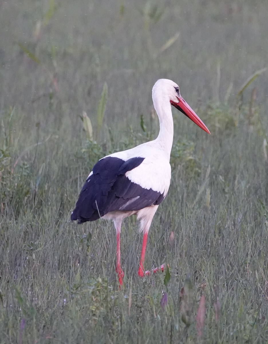 White Stork - ML620424898