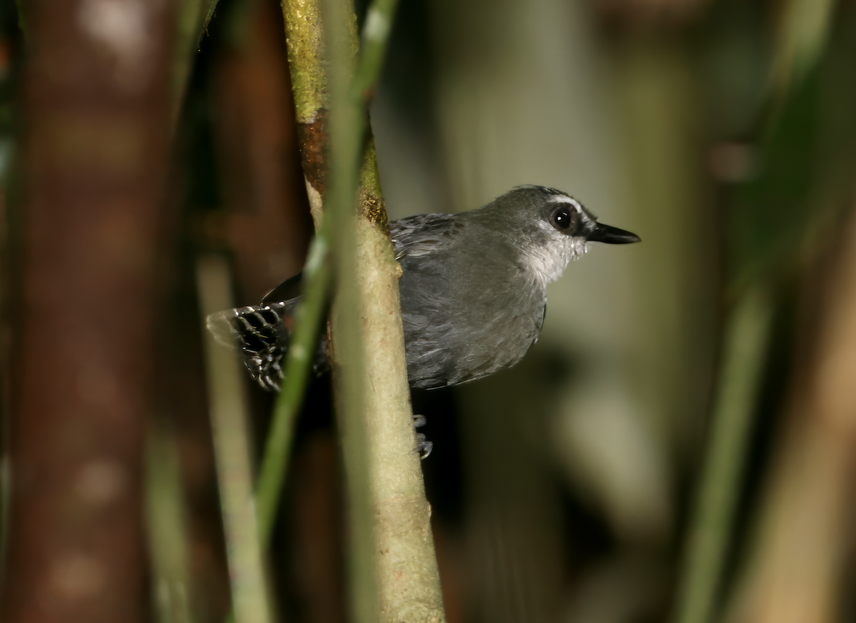 White-throated Antbird - Joseph Tobias