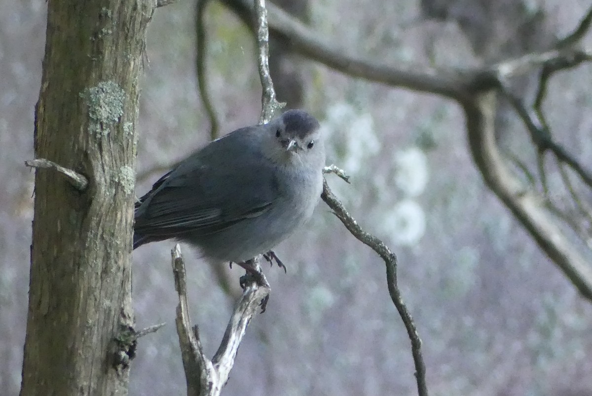 Pájaro Gato Gris - ML620424904