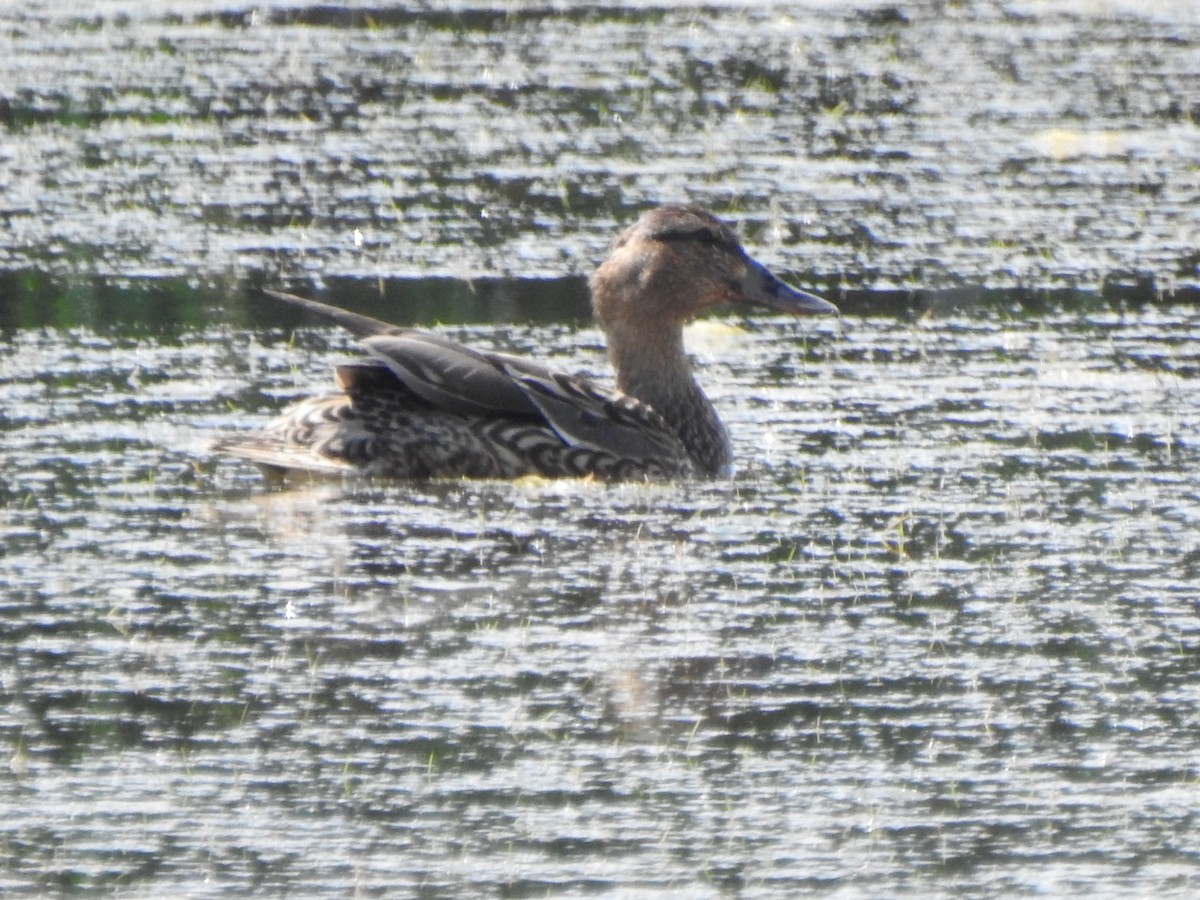 Blue-winged Teal - ML620424905