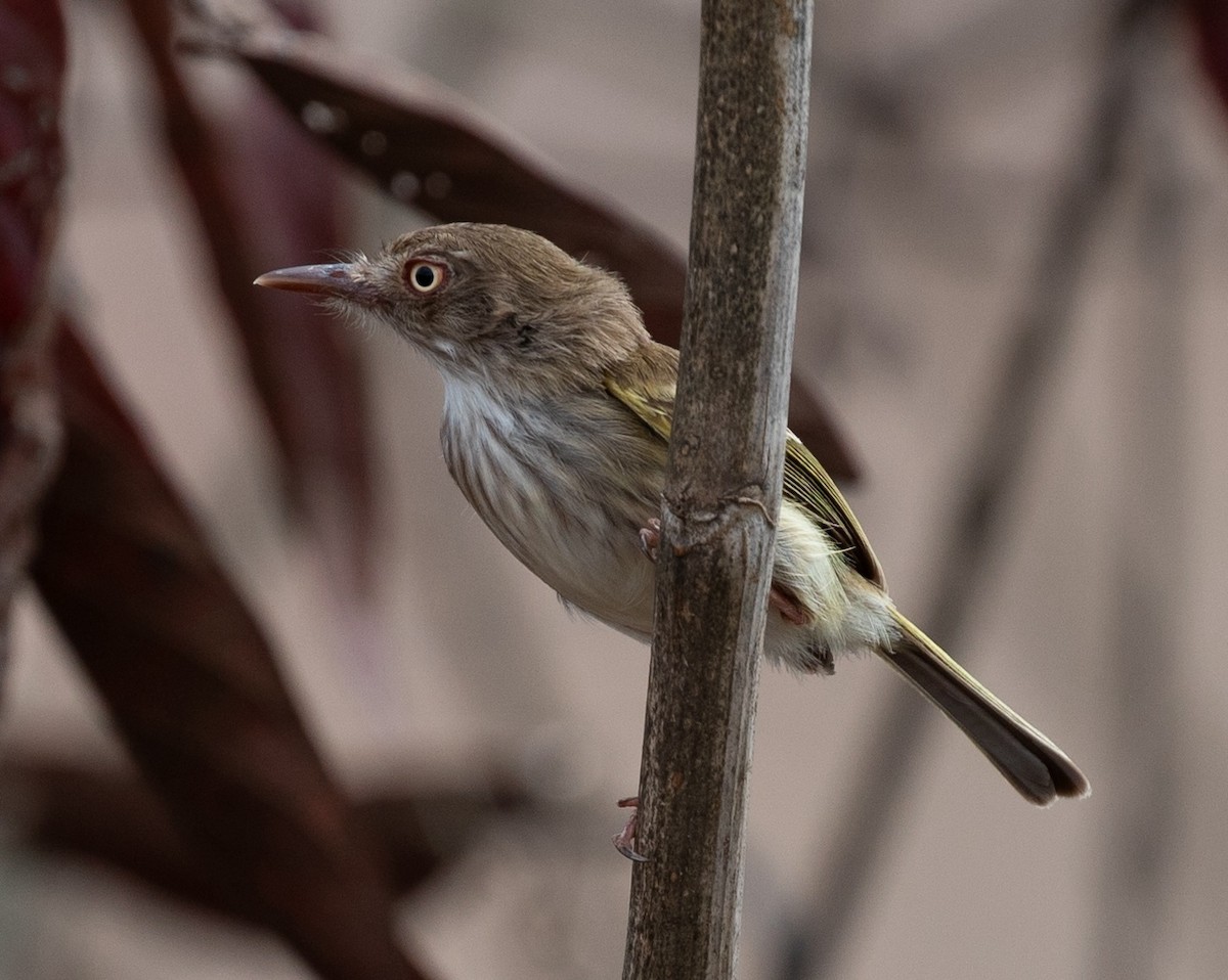 Pearly-vented Tody-Tyrant - ML620424907