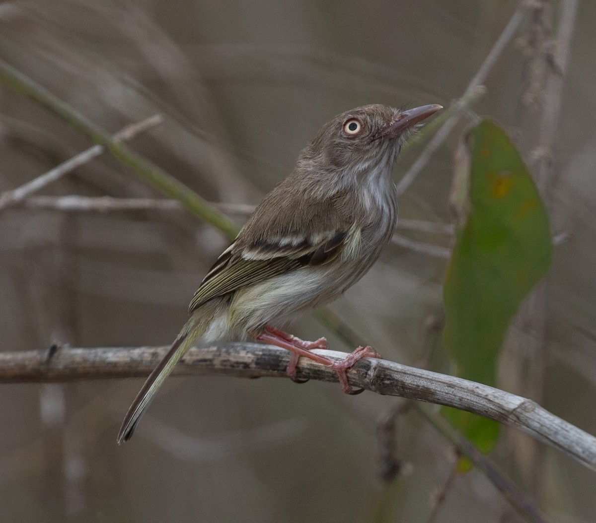 Pearly-vented Tody-Tyrant - ML620424908