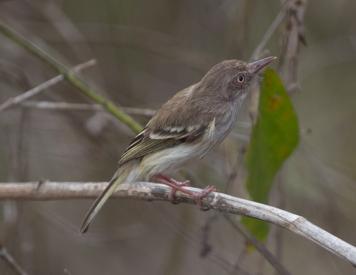 Pearly-vented Tody-Tyrant - ML620424909