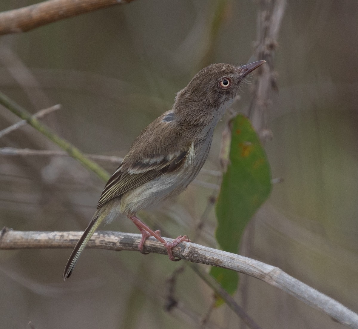 Pearly-vented Tody-Tyrant - ML620424910