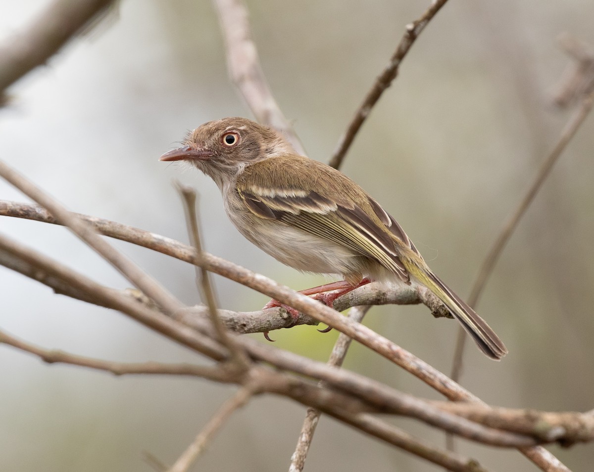 Pearly-vented Tody-Tyrant - ML620424913