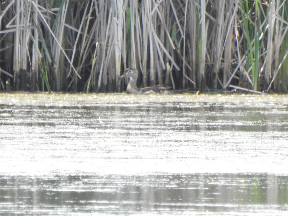 Wood Duck - ML620424920