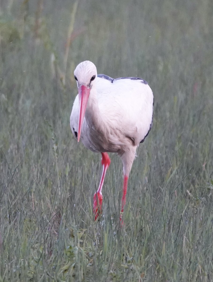 White Stork - ML620424922