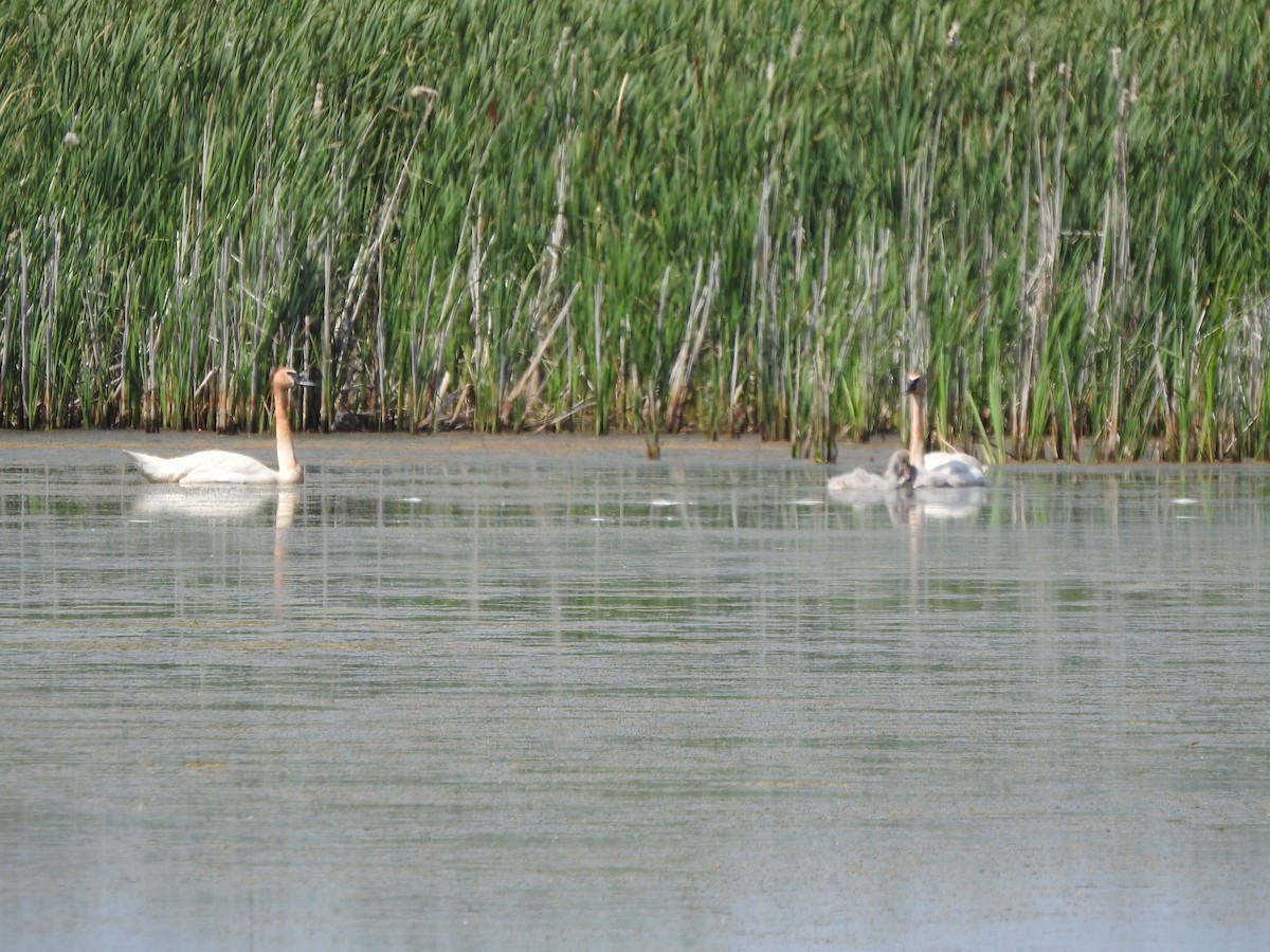 Trumpeter Swan - ML620424931