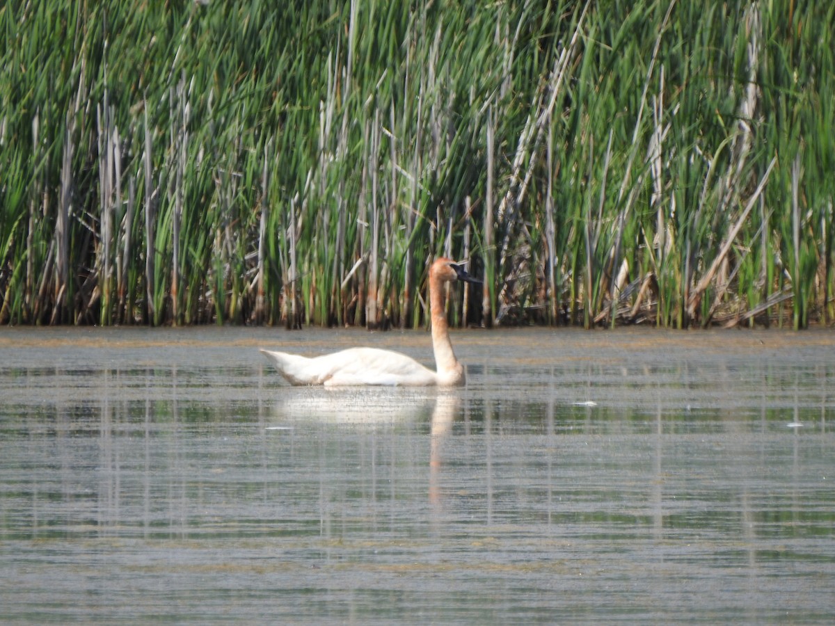 Trumpeter Swan - ML620424932