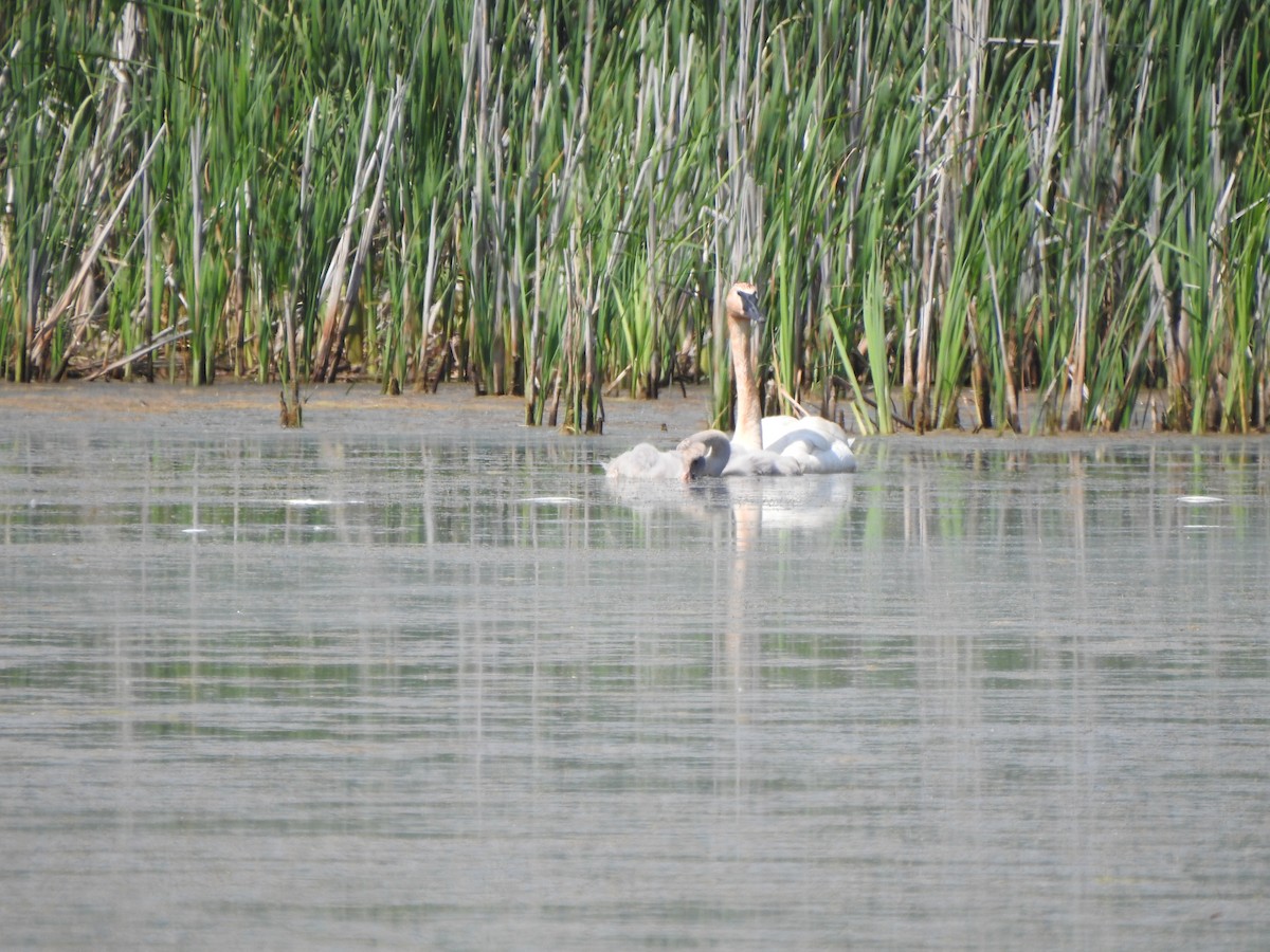 Trumpeter Swan - ML620424933