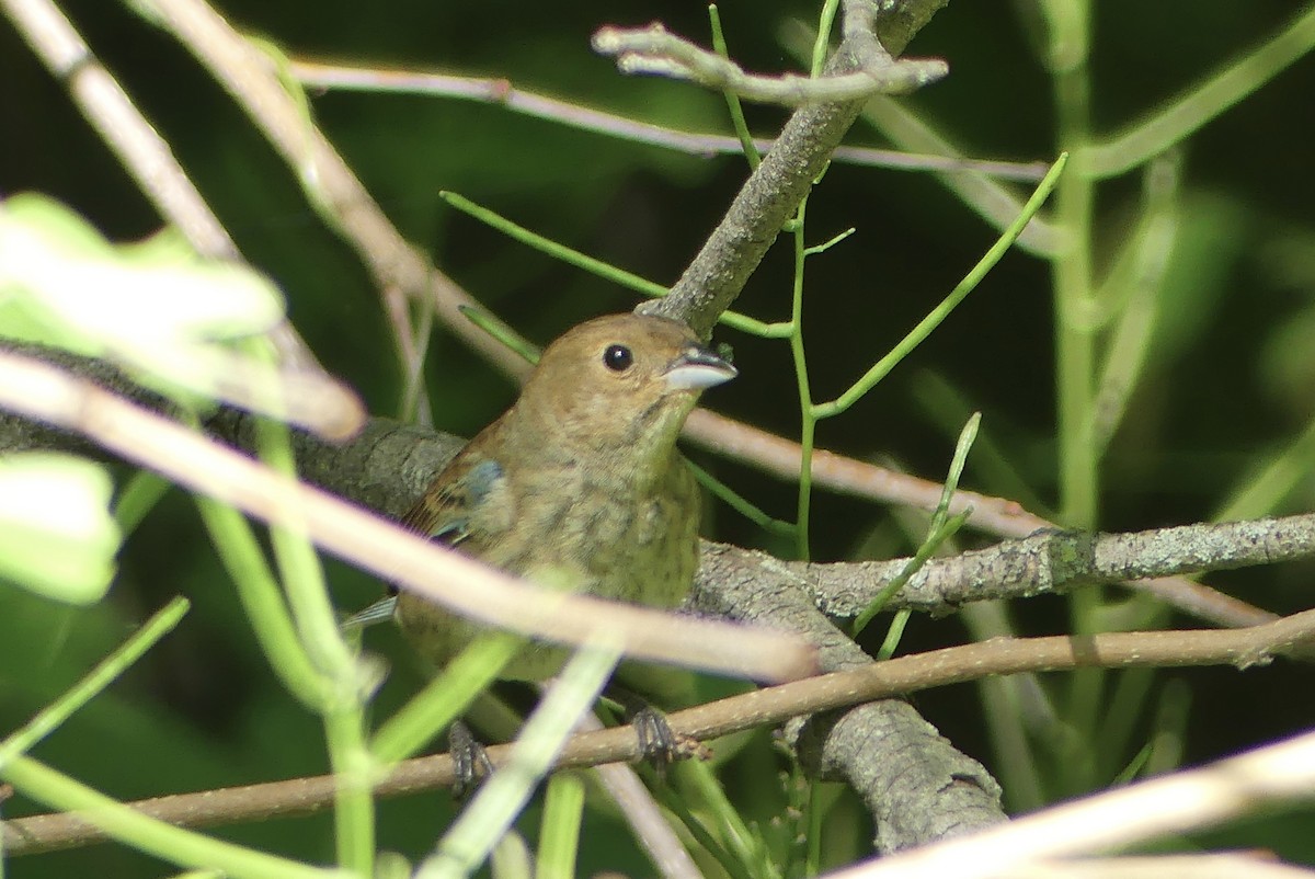 Passerin indigo - ML620424938