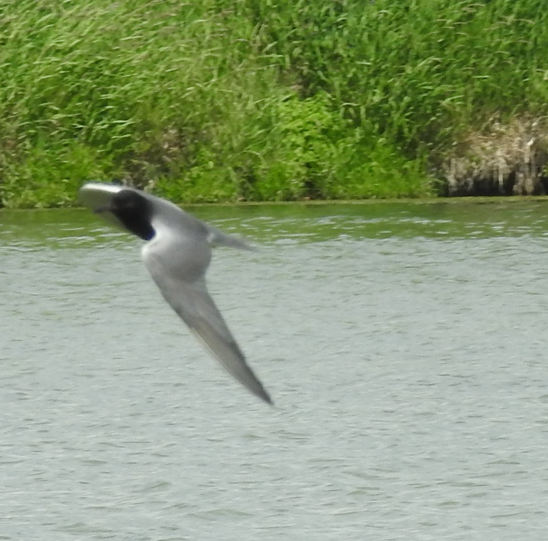 Black Tern - ML620424950