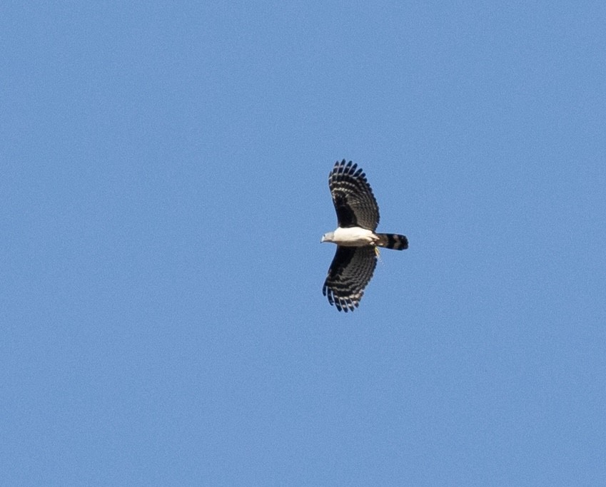 Gray-headed Kite - ML620424954