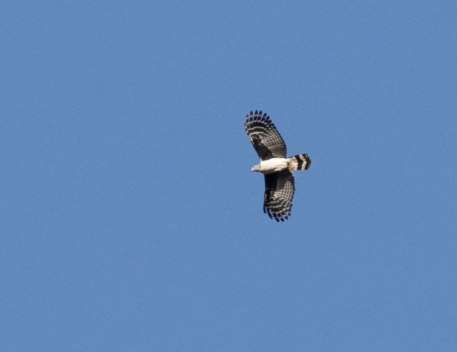 Gray-headed Kite - ML620424955