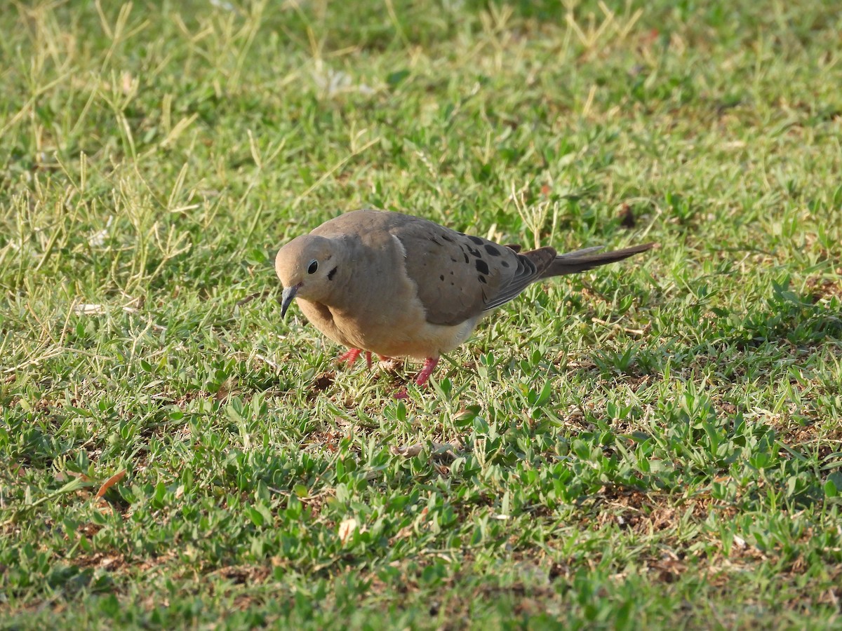 Mourning Dove - ML620424957