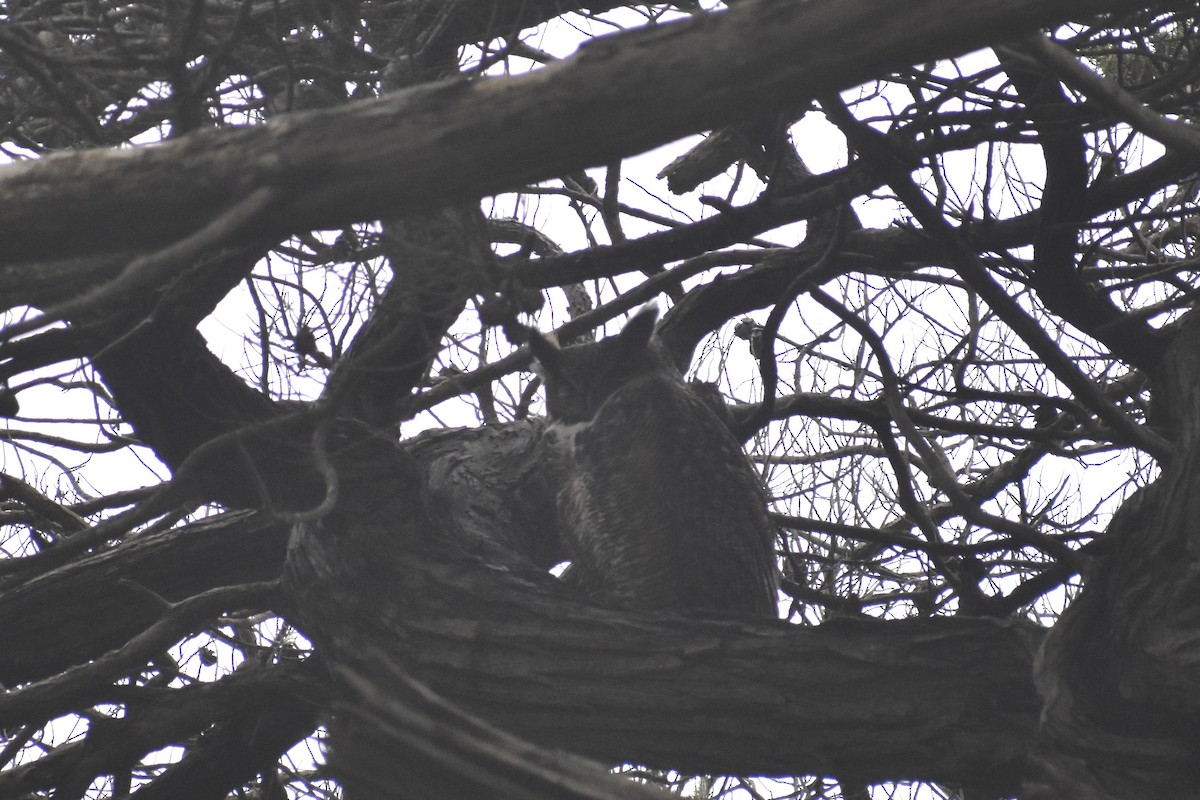 Great Horned Owl - ML620424958