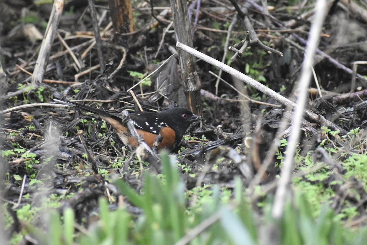 Spotted Towhee - ML620424960