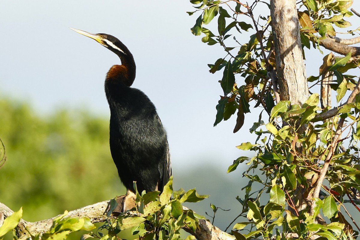 Australasian Darter - ML620424961