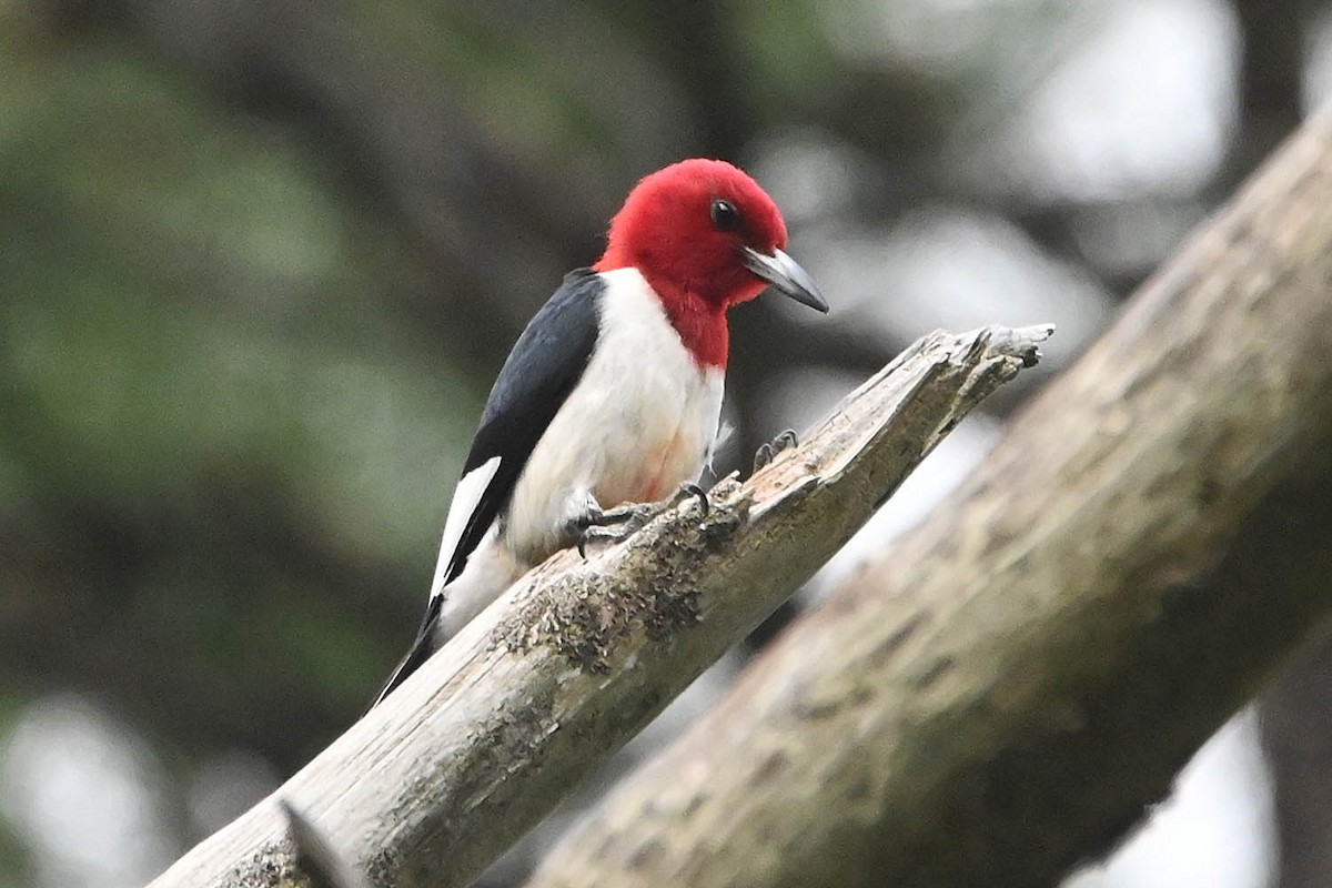 Red-headed Woodpecker - ML620424963