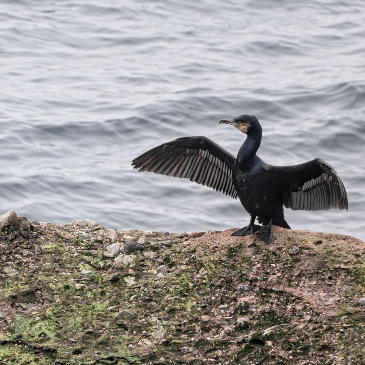 Great Cormorant - ML620424987