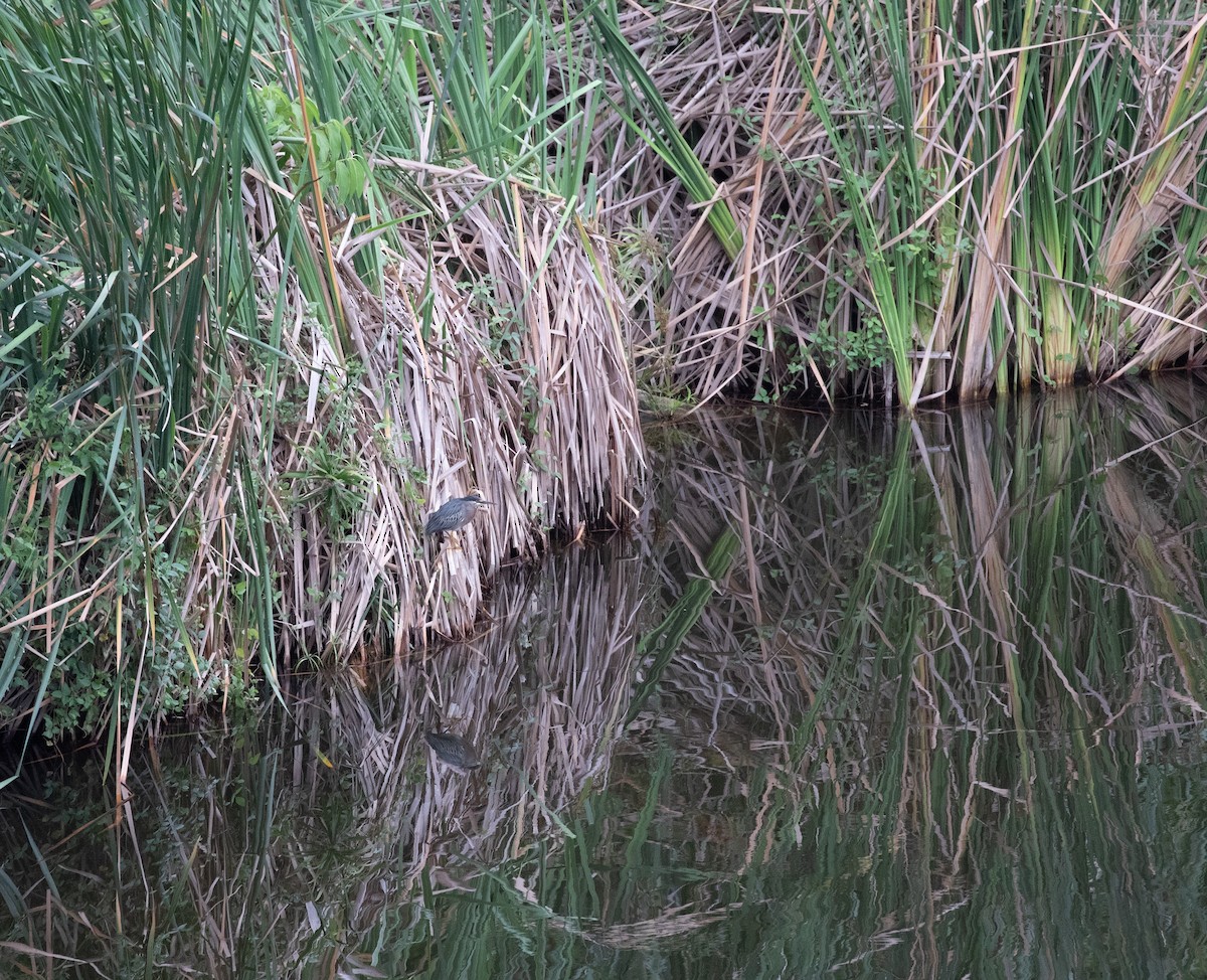 Striated Heron - ML620424988