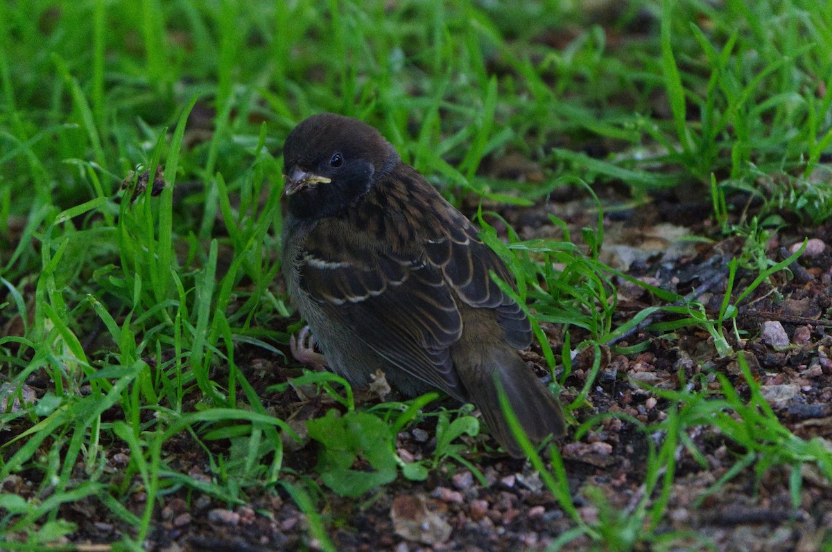 Eurasian Tree Sparrow - ML620424990