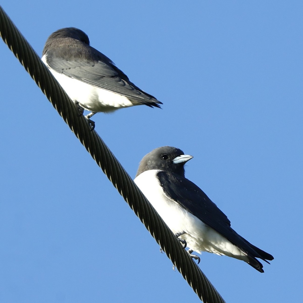 White-breasted Woodswallow - ML620425004