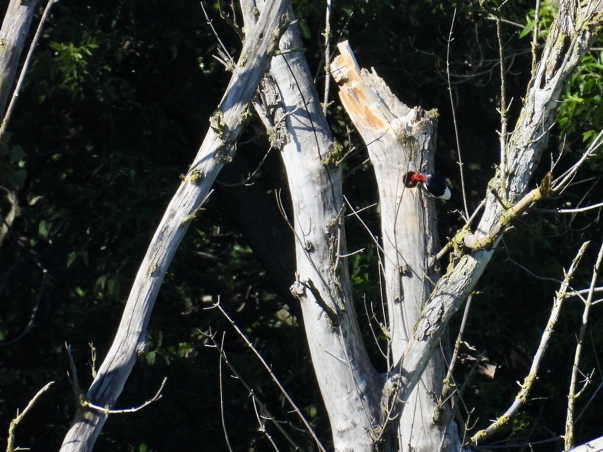 Red-headed Woodpecker - ML620425010