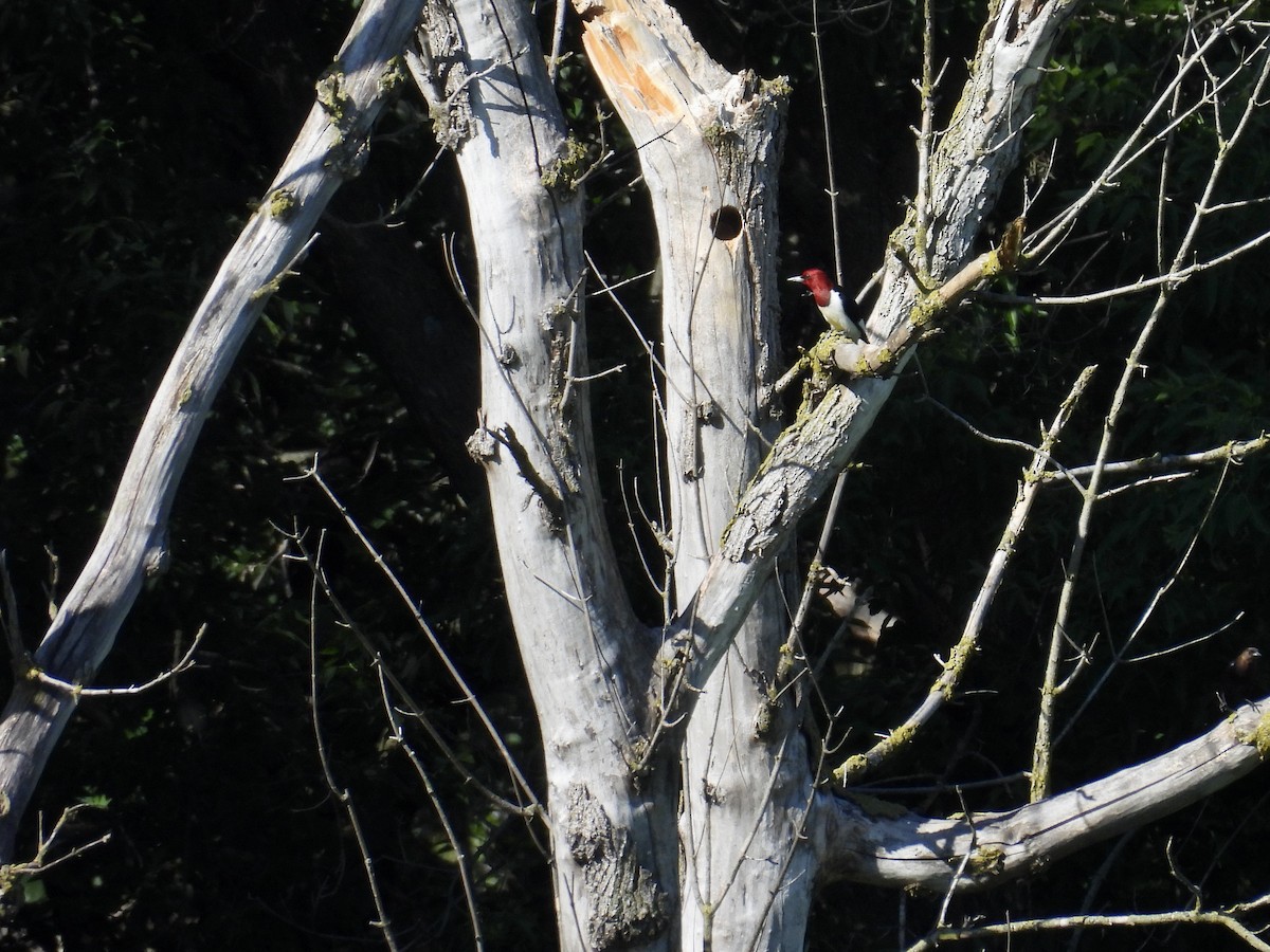 Red-headed Woodpecker - ML620425011