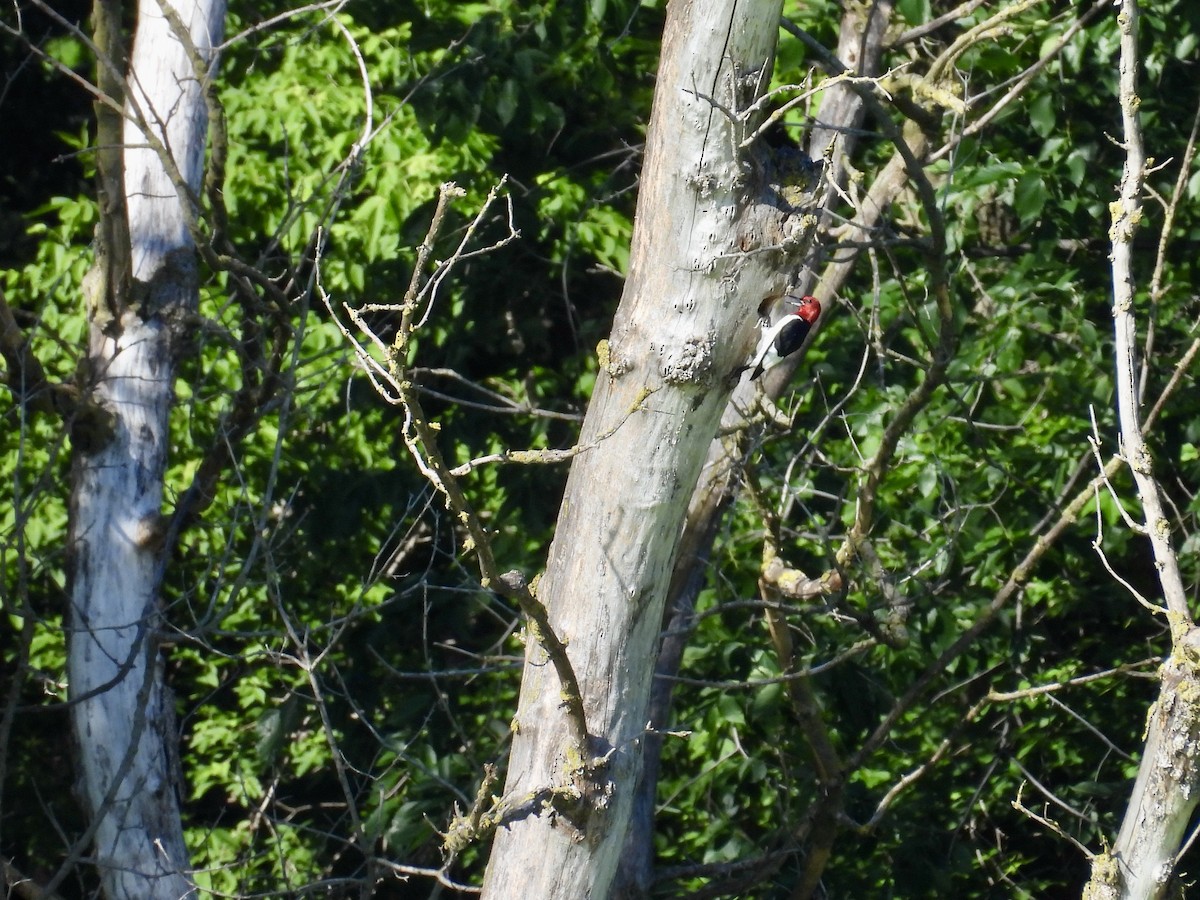 Red-headed Woodpecker - ML620425012
