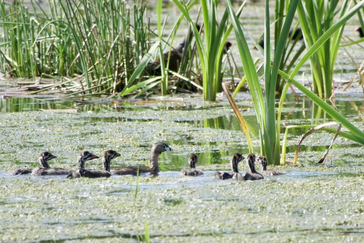 Pied-billed Grebe - ML620425017