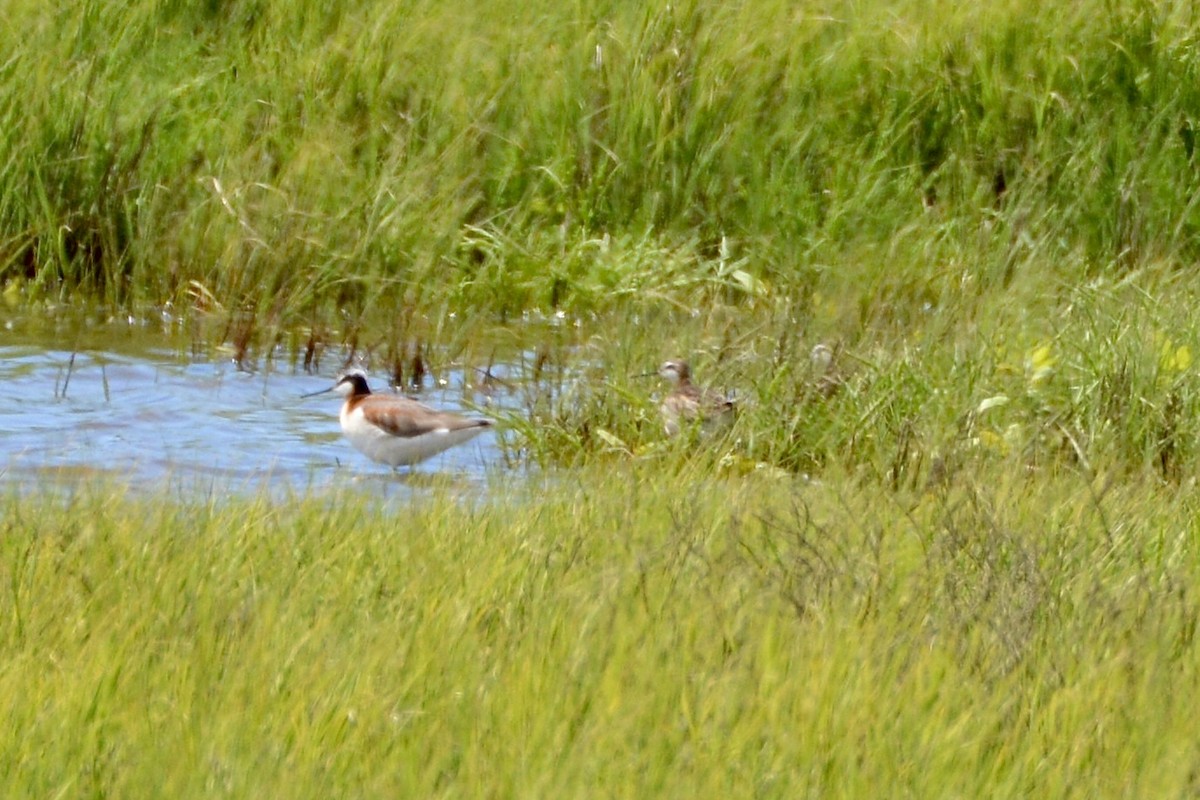 hvithalesvømmesnipe - ML620425025