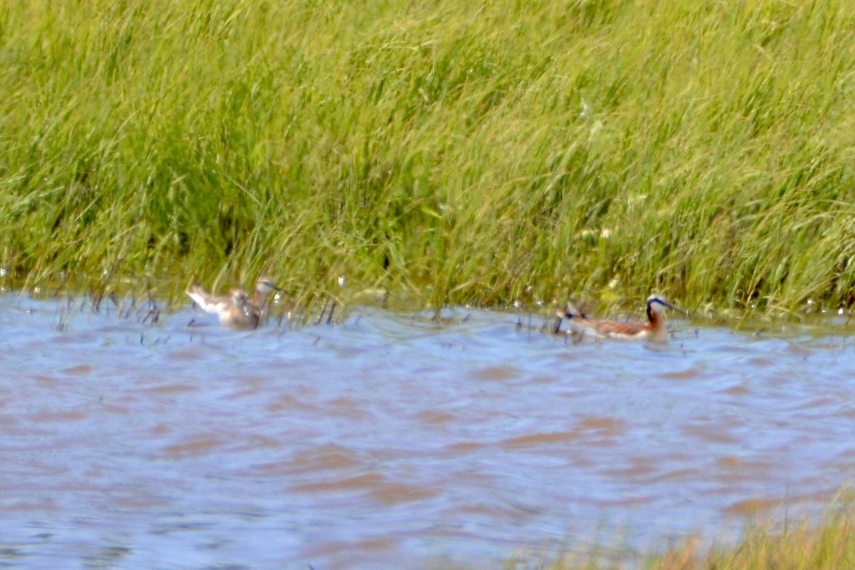 Wilson's Phalarope - ML620425026