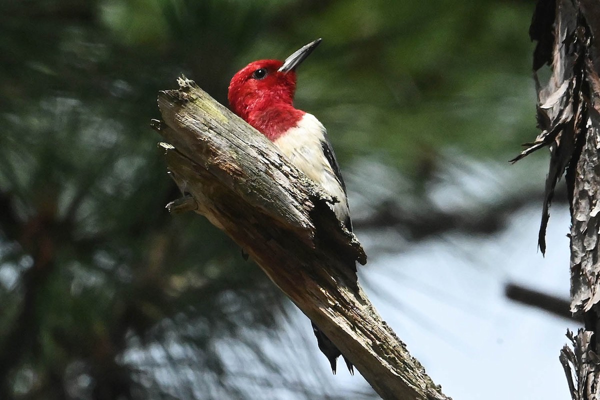 Red-headed Woodpecker - ML620425027